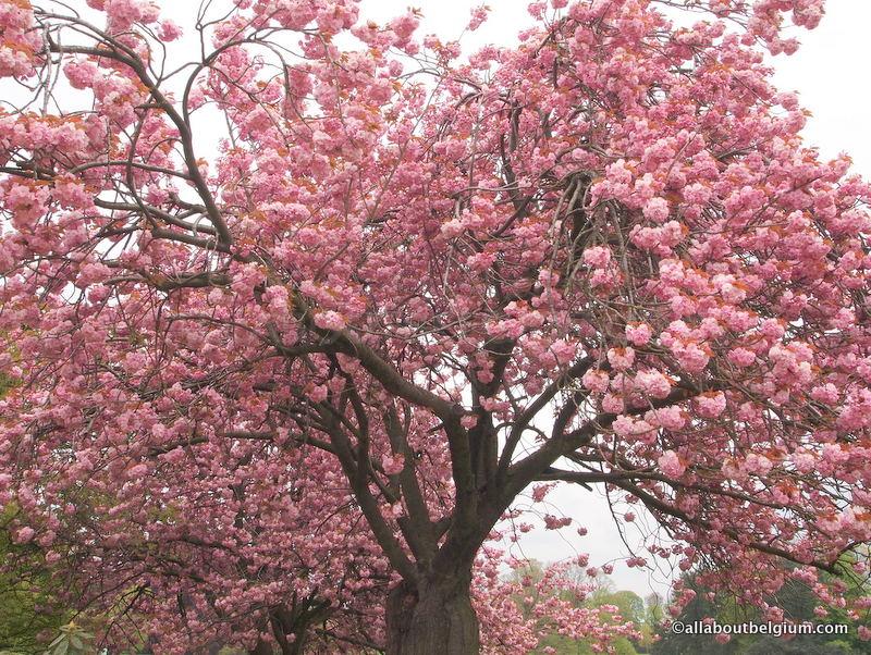 満開の桜。ベルギーの桜は日本より濃いピンク色でした。
